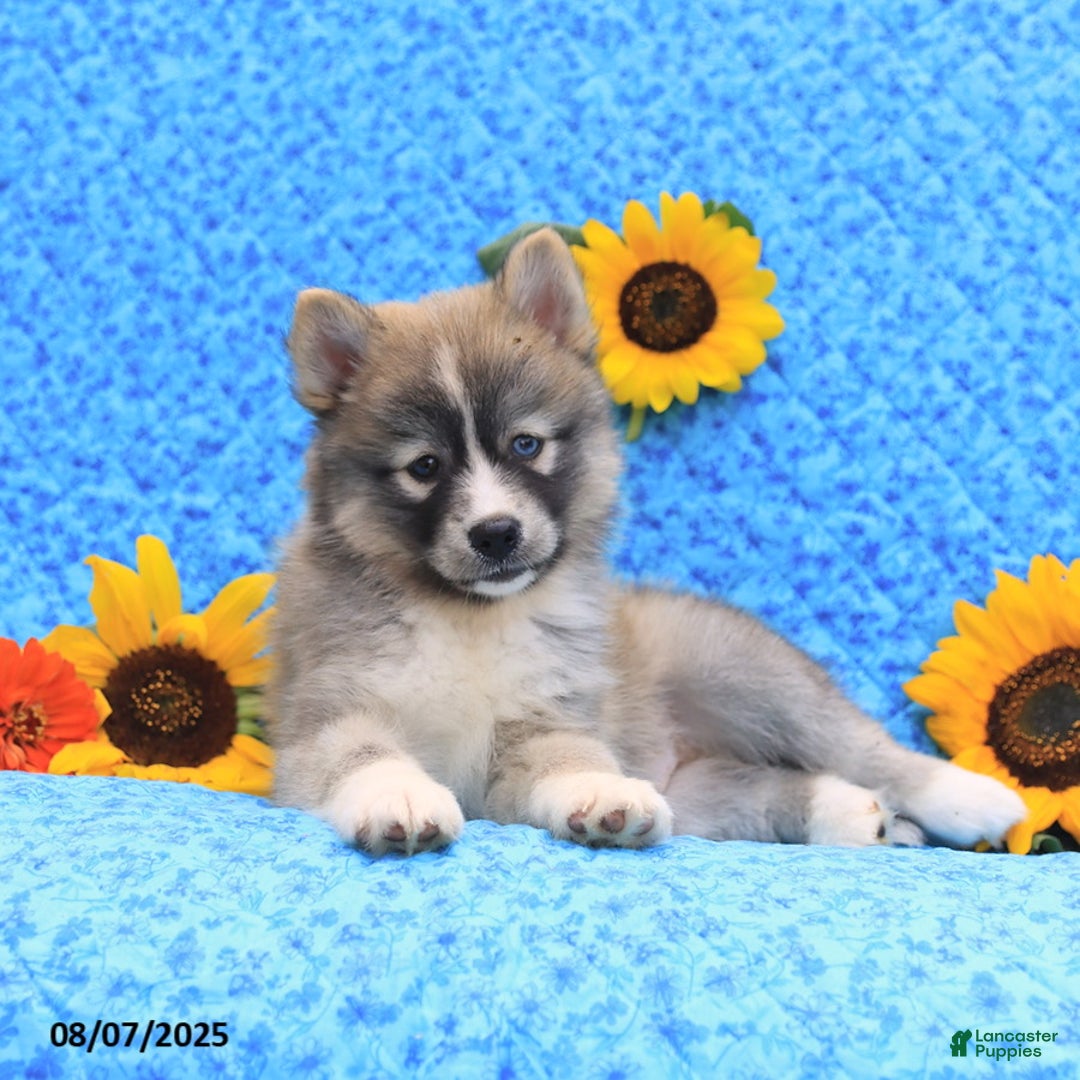 Pomsky dogs for sale: Nutmeg - Image 3