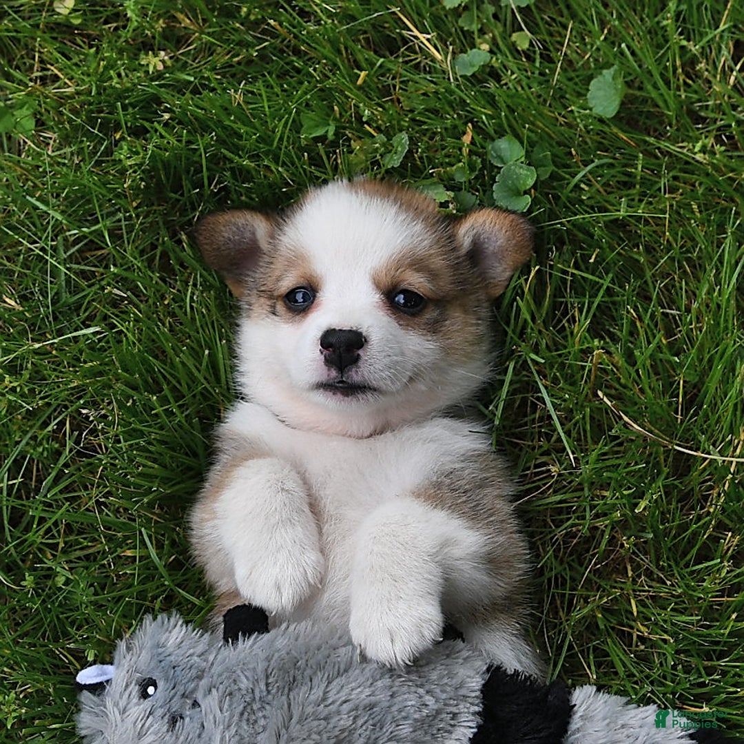 Welsh Corgi Pembroke dogs for sale: Rose - Image 8