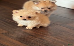 Pomeranian dogs for sale: Fluffy - Image 4