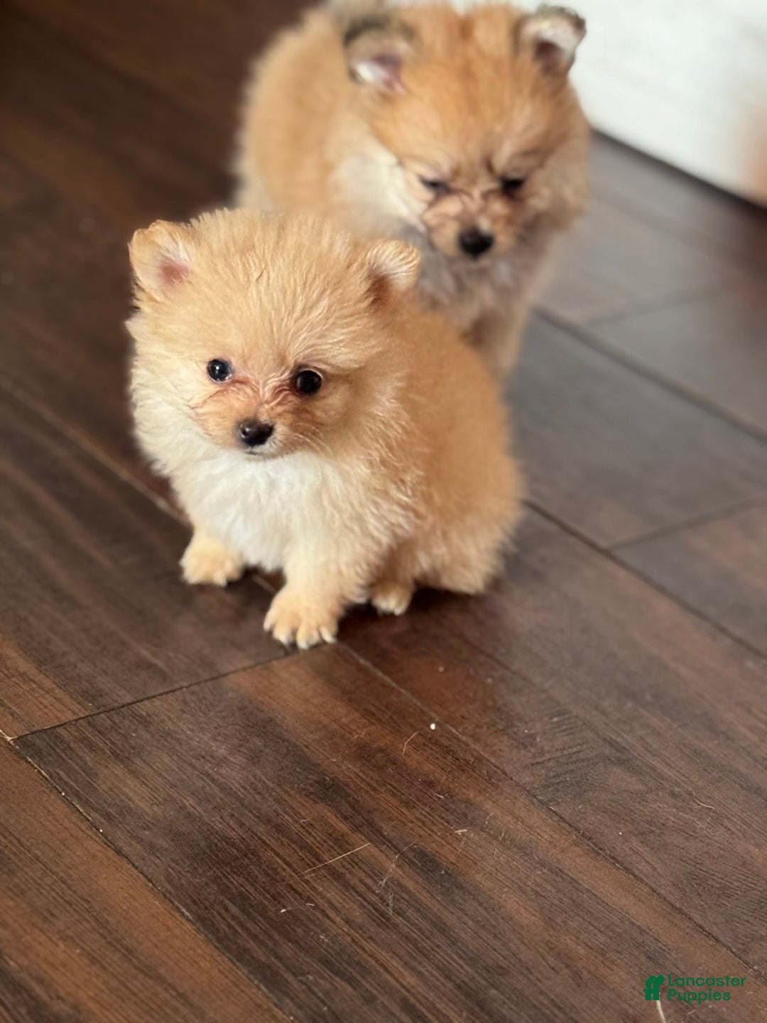 Pomeranian dogs for sale: Fluffy - Image 4