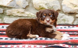 Australian Shepherd dogs for sale: Ocean - Image 3