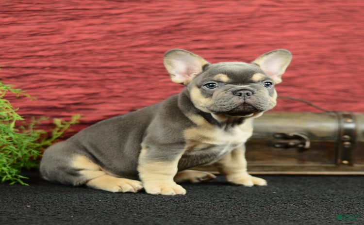 French Bulldog dogs for sale - Ad 4
