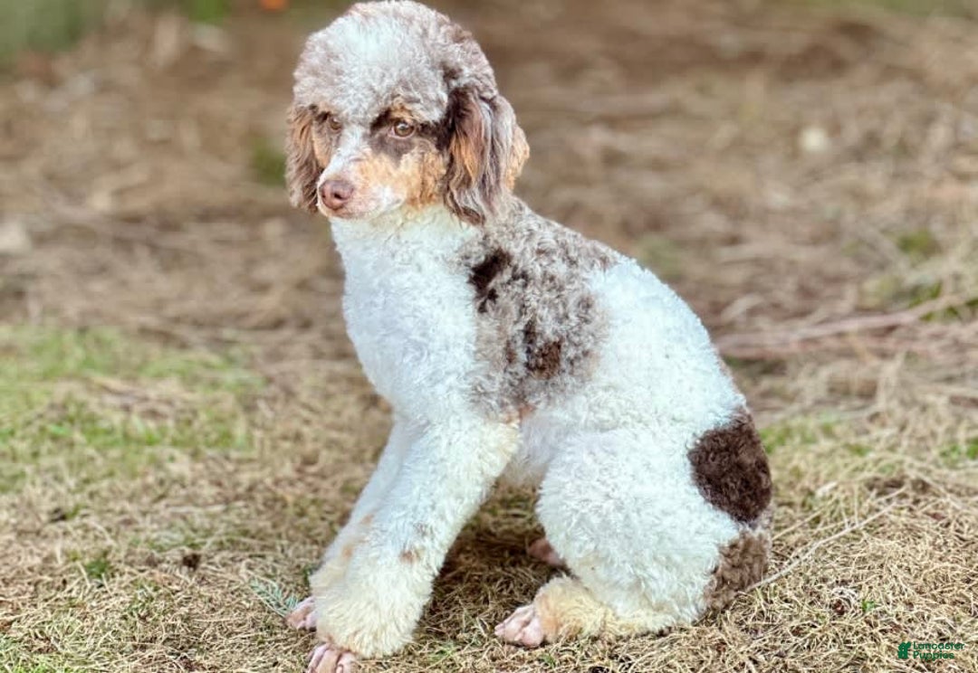 Cavapoo dogs for sale: Truffles - Image 9