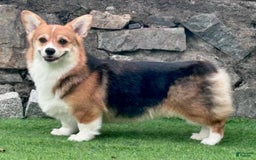 Welsh Corgi Pembroke dogs for sale: Mika - Image 8