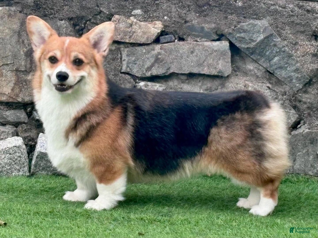Welsh Corgi Pembroke dogs for sale: Mika - Image 8