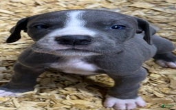 Great Dane dogs for sale: Lance - Blue Mantle - Image 3