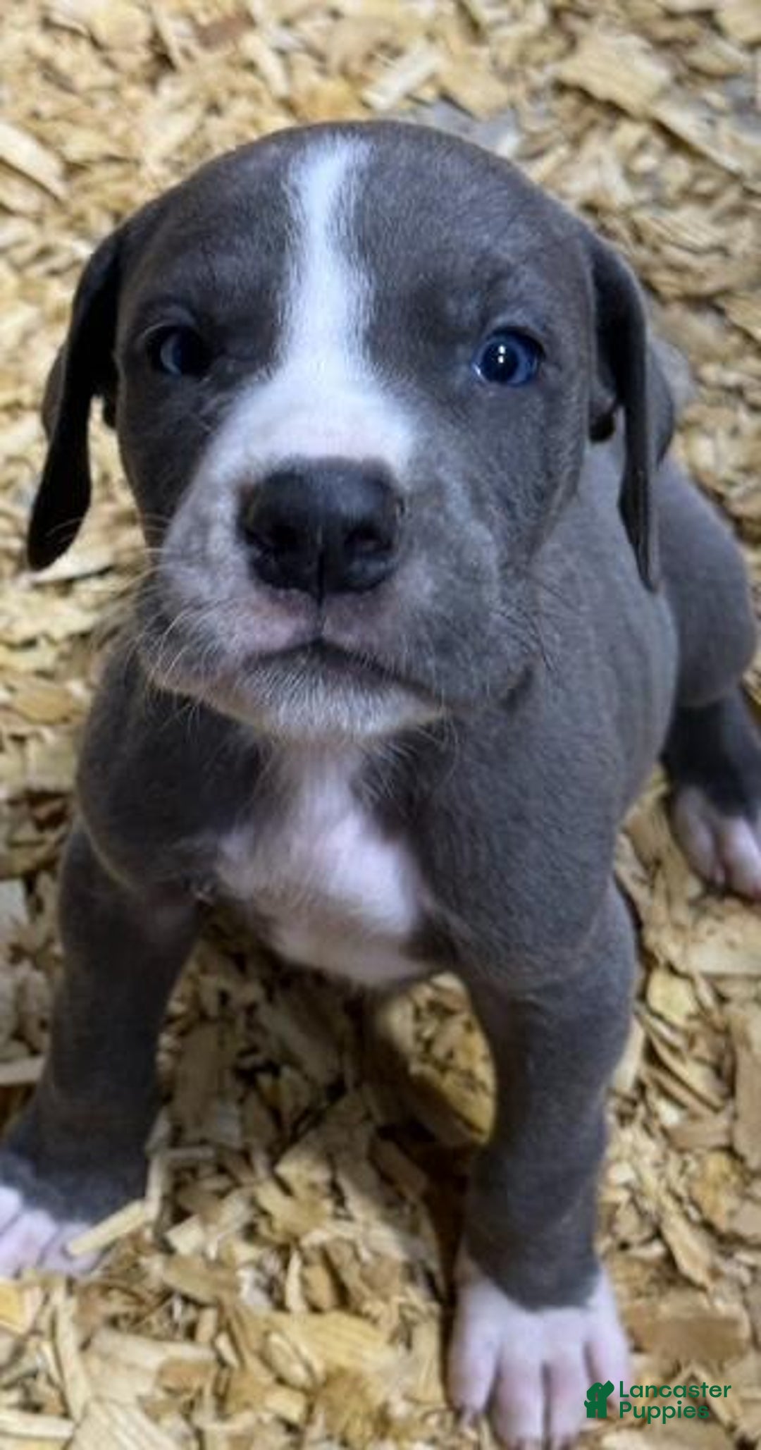 Great Dane dogs for sale: Lance - Blue Mantle - Image 3
