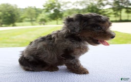 Miniature Poodle dogs for sale: Asher - Image 3