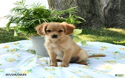 Cavapoo dogs for sale: Charlie - Image 2
