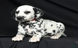 Dalmatian dogs for sale: Cole - Image 5