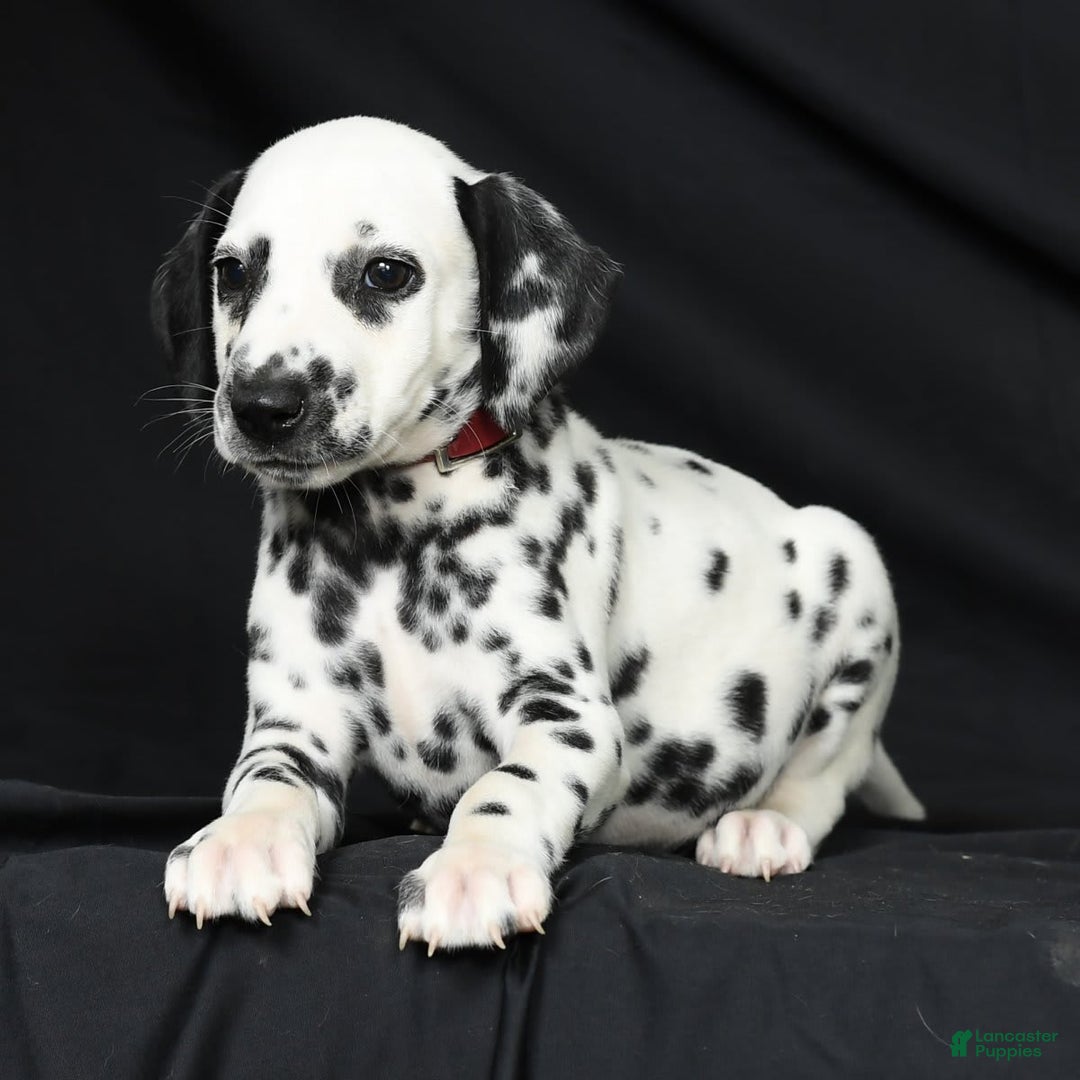 Dalmatian dogs for sale: Cole - Image 5