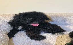 Yorkiepoo dogs for sale: Apollo - Image 2