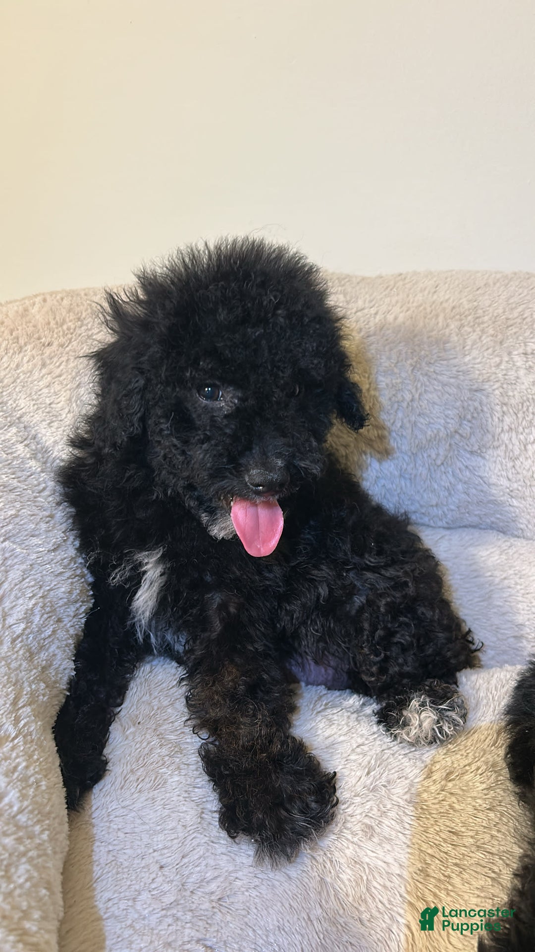 Yorkiepoo dogs for sale: Apollo - Image 2