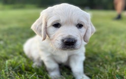Golden Retriever dogs for sale: Black - Image 3