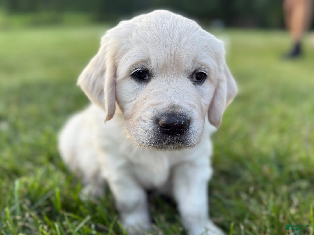 Golden Retriever dogs for sale: Black - Image 3