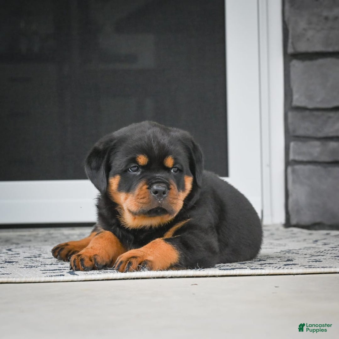 Rottweiler dogs for sale: Clair Bear - Image 22