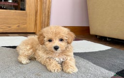 Maltipoo dogs for sale: Wyman - Image 1