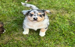 Australian Shepherd dogs for sale: Zeus - Image 2