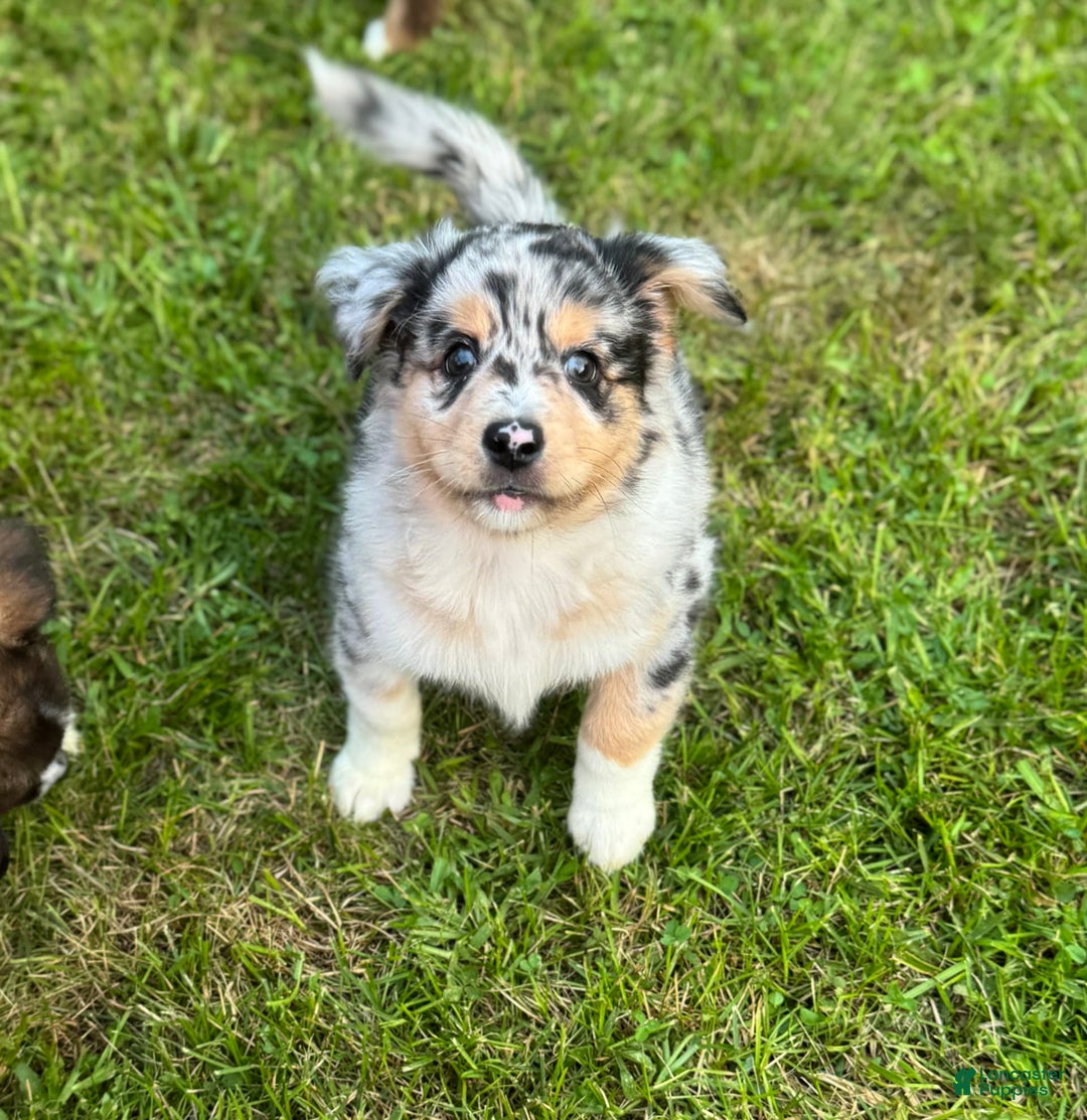 Australian Shepherd dogs for sale: Zeus - Image 2