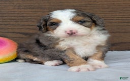 Mini Bernedoodle dogs for sale: Indy - Image 5