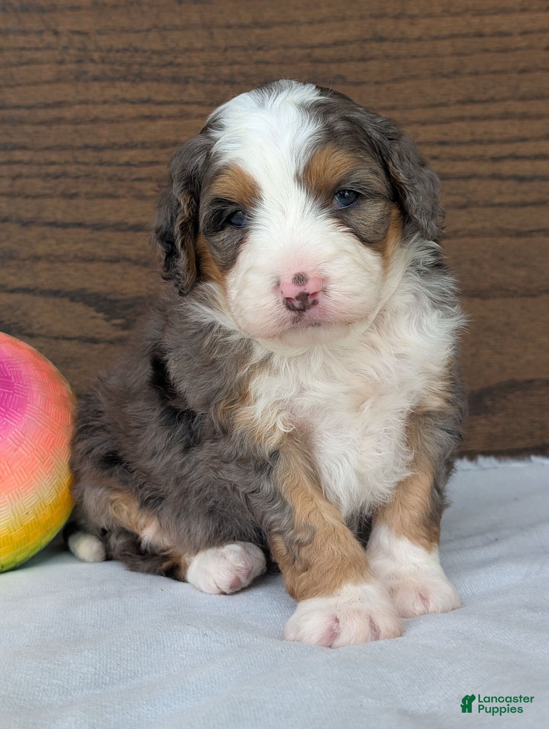 Mini Bernedoodle dogs for sale: Indy - Image 5