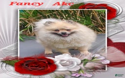 Pomeranian dogs for sale: Sable Merle - Image 5
