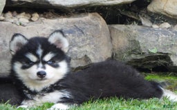 Pomsky dogs for sale: Spike - Image 1