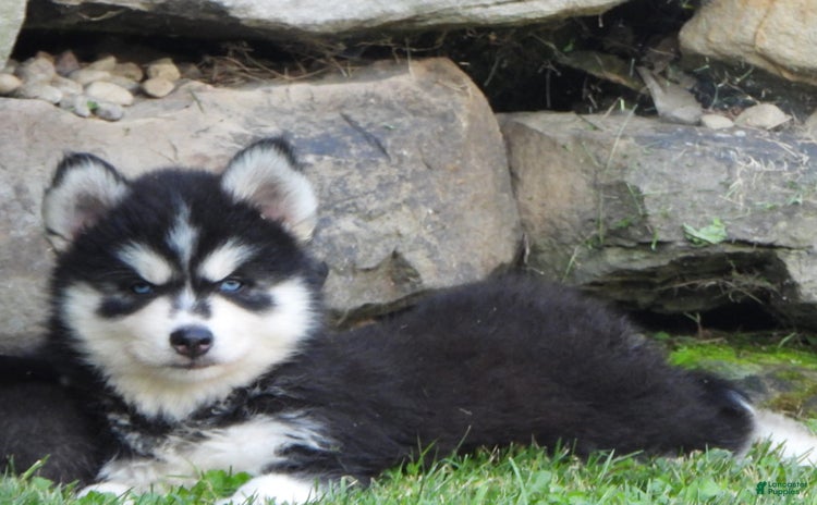 Pomsky dogs for sale - Ad 3