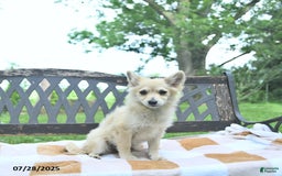 Pomeranian dogs for sale: Cuddles - Image 6