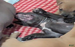 American Pit Bull Terrier dogs for sale: Piglet - Image 5