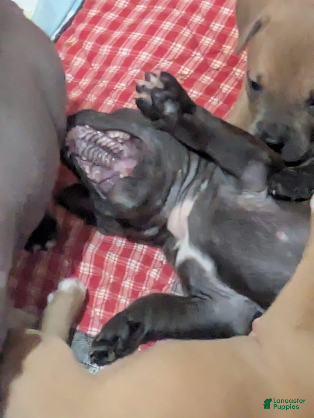 American Pit Bull Terrier dogs for sale: Piglet - Image 5