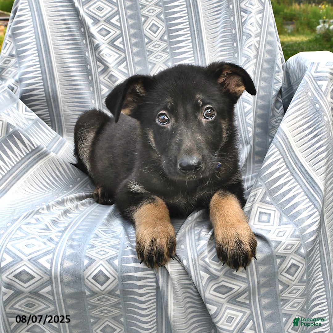 German Shepherd dogs for sale: Dahlia - Image 1