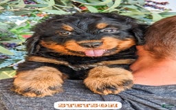 Bernedoodle dogs for sale: Stetson - Image 2