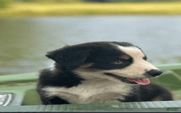 Australian Shepherd dogs for sale: Alejandro-ollie - Image 5
