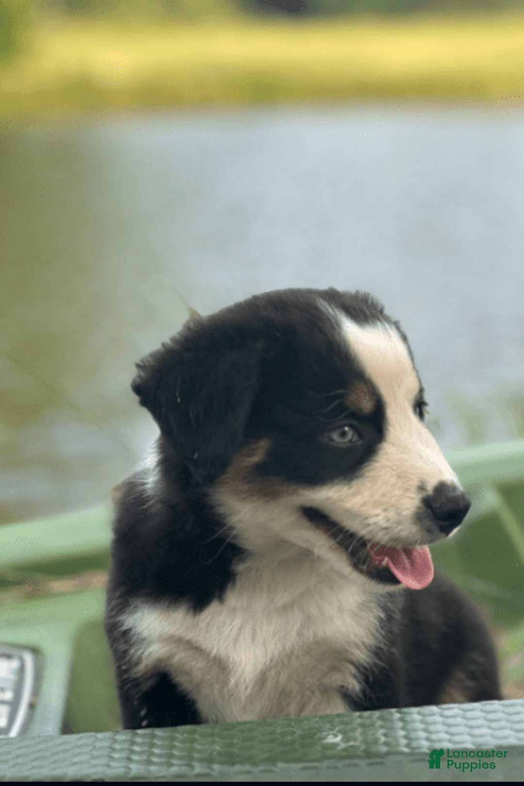 Australian Shepherd dogs for sale: Alejandro-ollie - Image 5