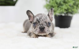 French Bulldog dogs for sale: Ralph - Image 6
