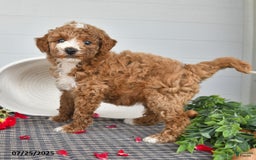 Toy Poodle dogs for sale: Coco - Image 1