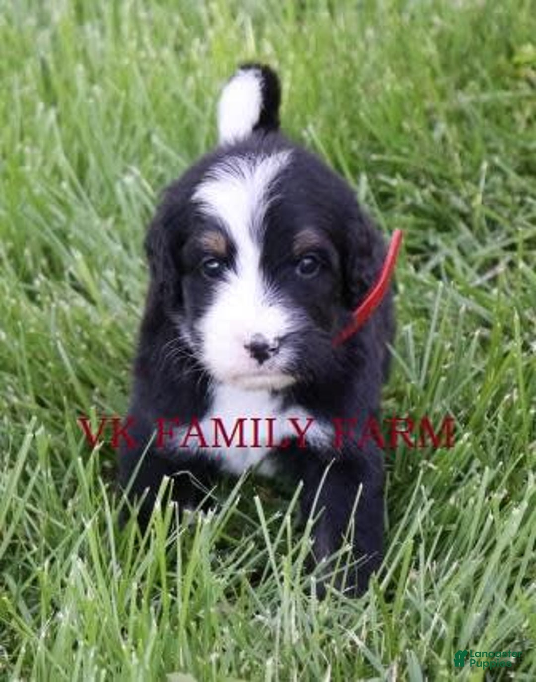 Bernedoodle dogs for sale: Robin - Image 2