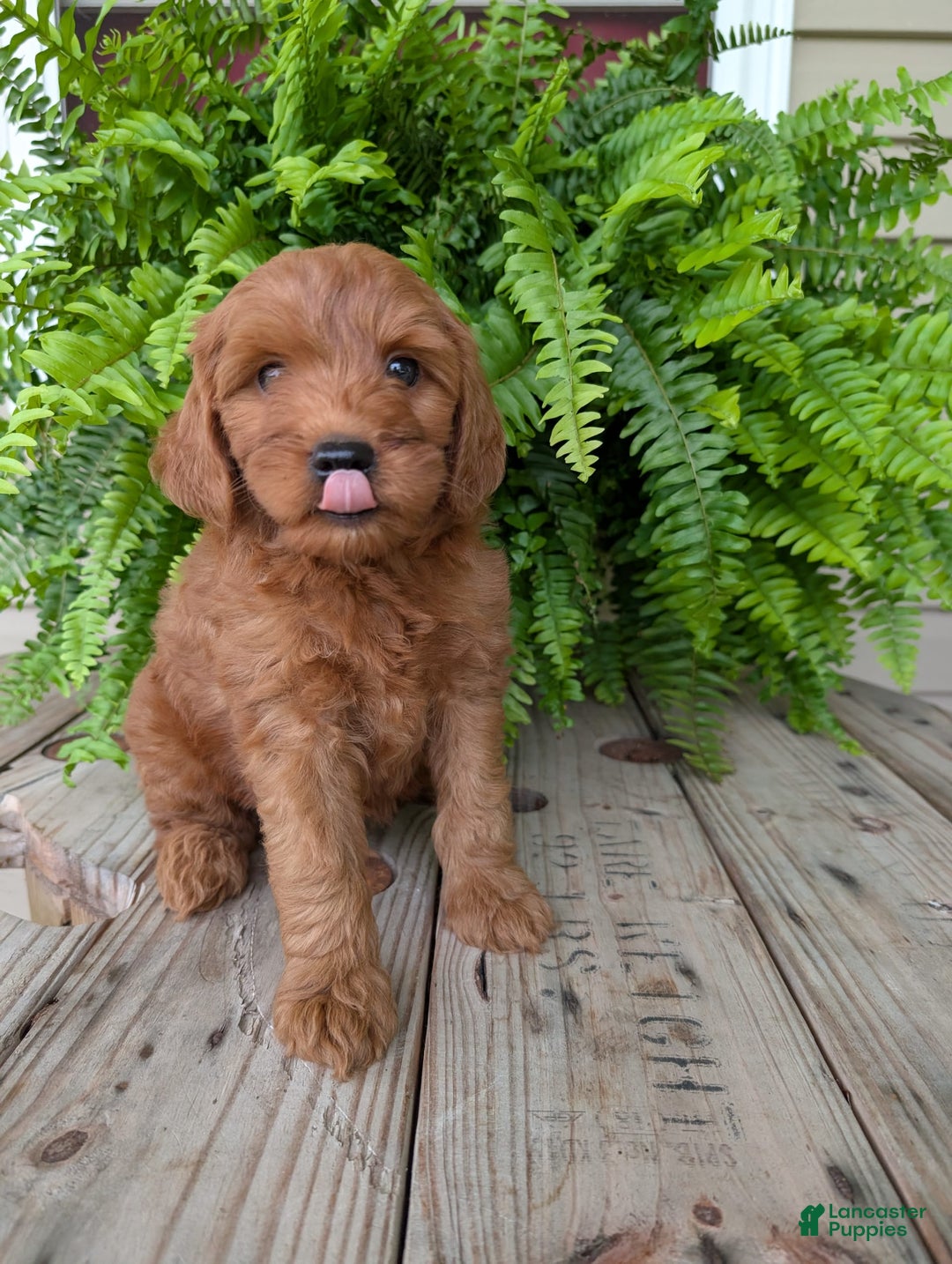 Mini Goldendoodle dogs for sale: Mini -kory - Image 5