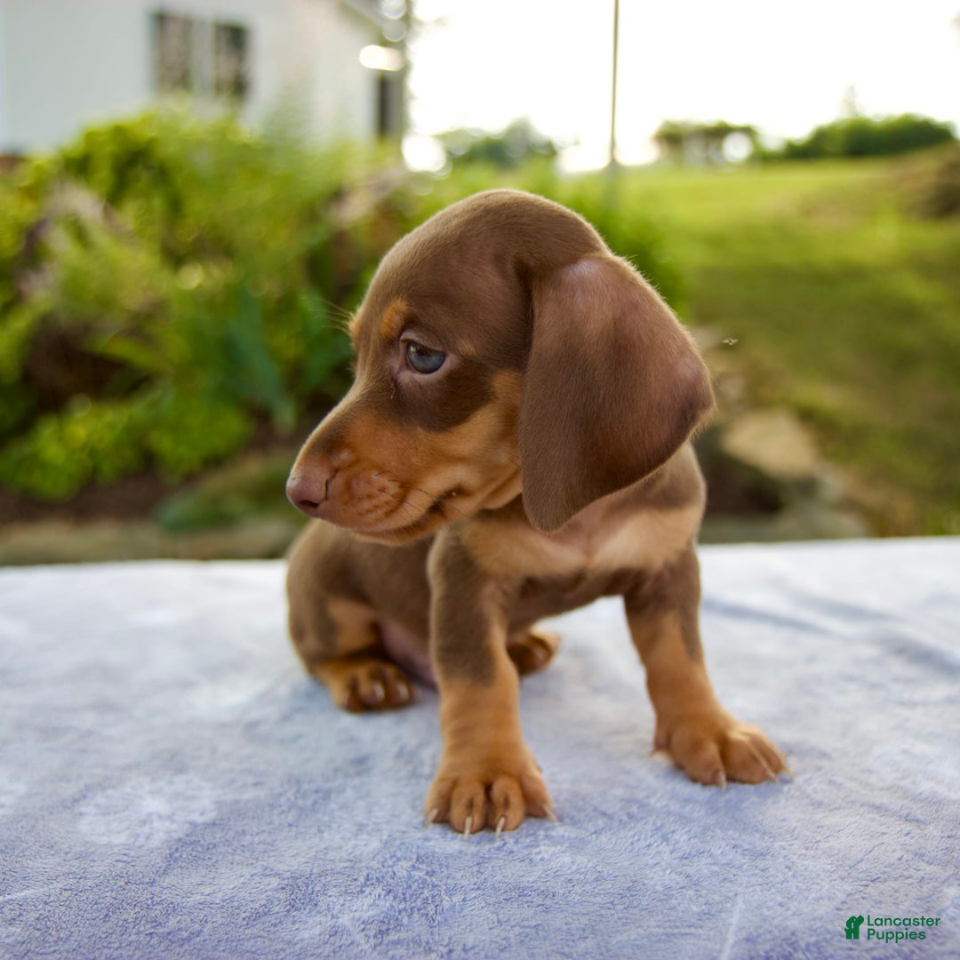 Miniature Dachshund dogs for sale: Frisco - Image 2