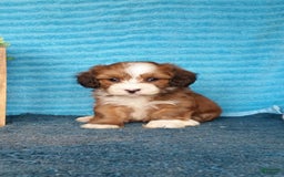 Havanese dogs for sale: Dylan - Image 7