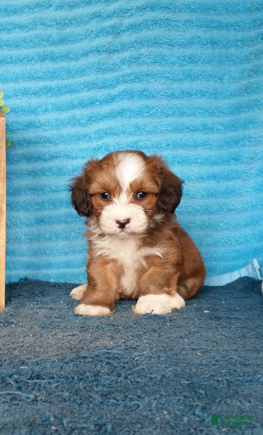 Havanese dogs for sale: Dylan - Image 7