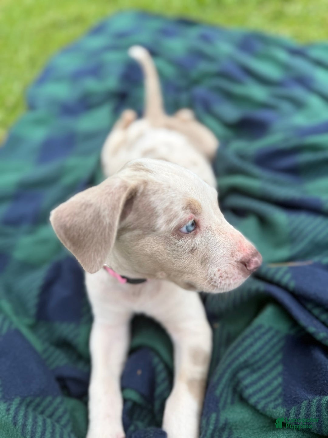 Catahoula Leopard Dog dogs for sale: Pink - Image 2