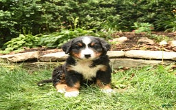 Bernese Mountain Dog dogs for sale: Watson - Image 3