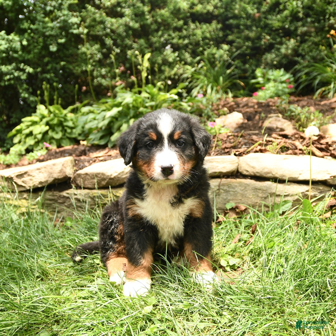 Bernese Mountain Dog dogs for sale: Watson - Image 3