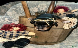 Dachshund dogs for sale: Goldie - Image 3