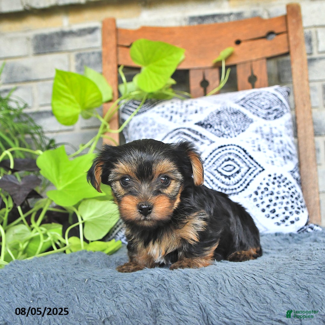 Yorkshire Terrier dogs for sale: Pearl - Image 3