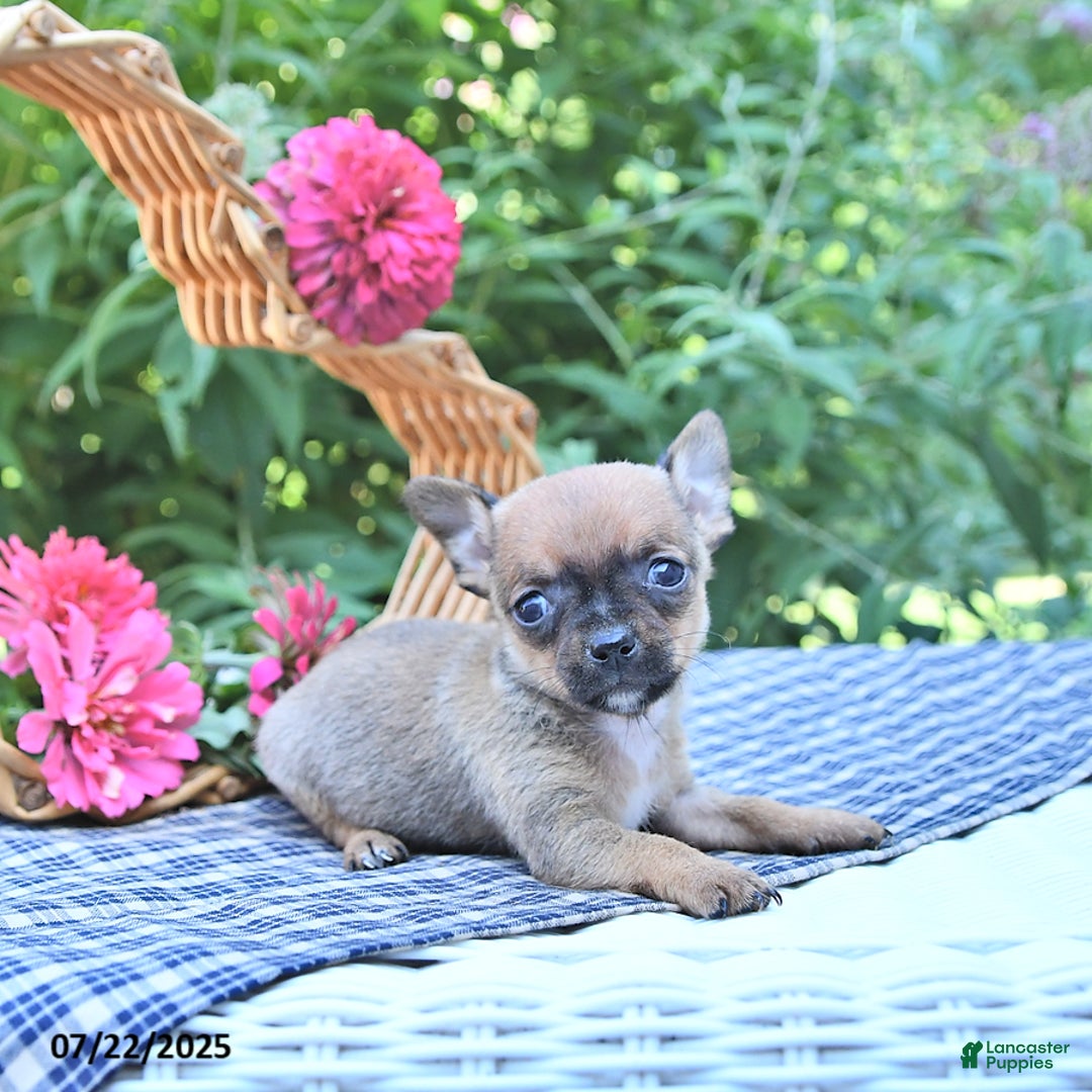 Chihuahua dogs for sale: Holly - Image 1