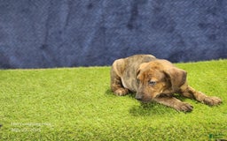 Catahoula Leopard Dog dogs for sale: Diamond 2025 M1 - Image 9