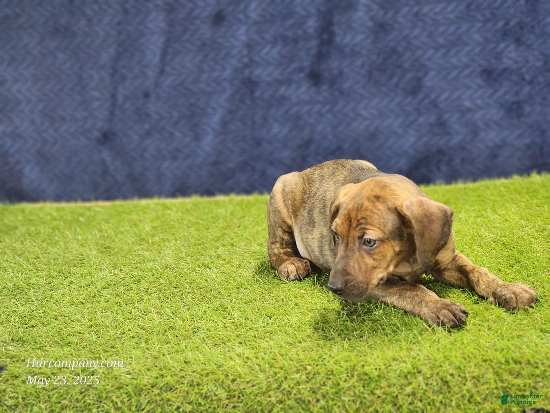 Catahoula Leopard Dog dogs for sale: Diamond 2025 M1 - Image 9